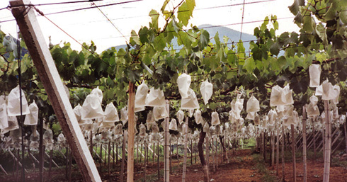 Alambre plástico Esterfil en Viñedos