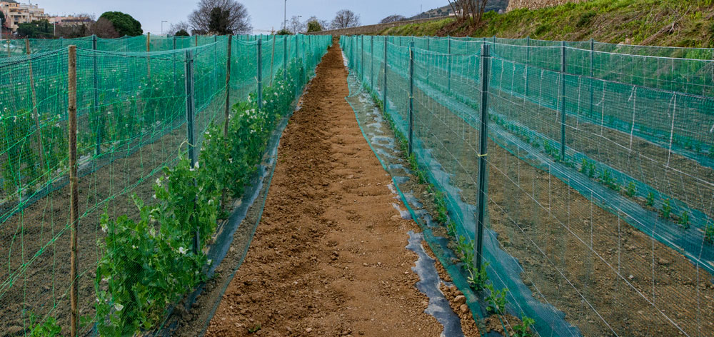 Campo de guisantes con malla de entutorar