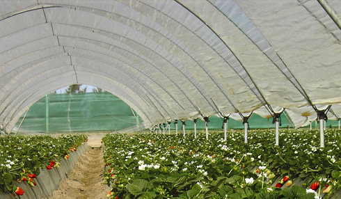 Cintas para la protección de los plásticos en invernaderos