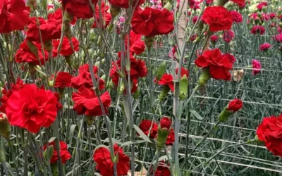 El tutorado del clavel