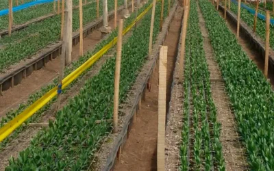 El tutorado del Lisianthus