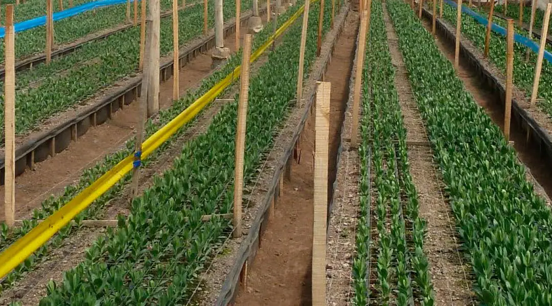 Lisianthus recien plantados con malla de entutorar