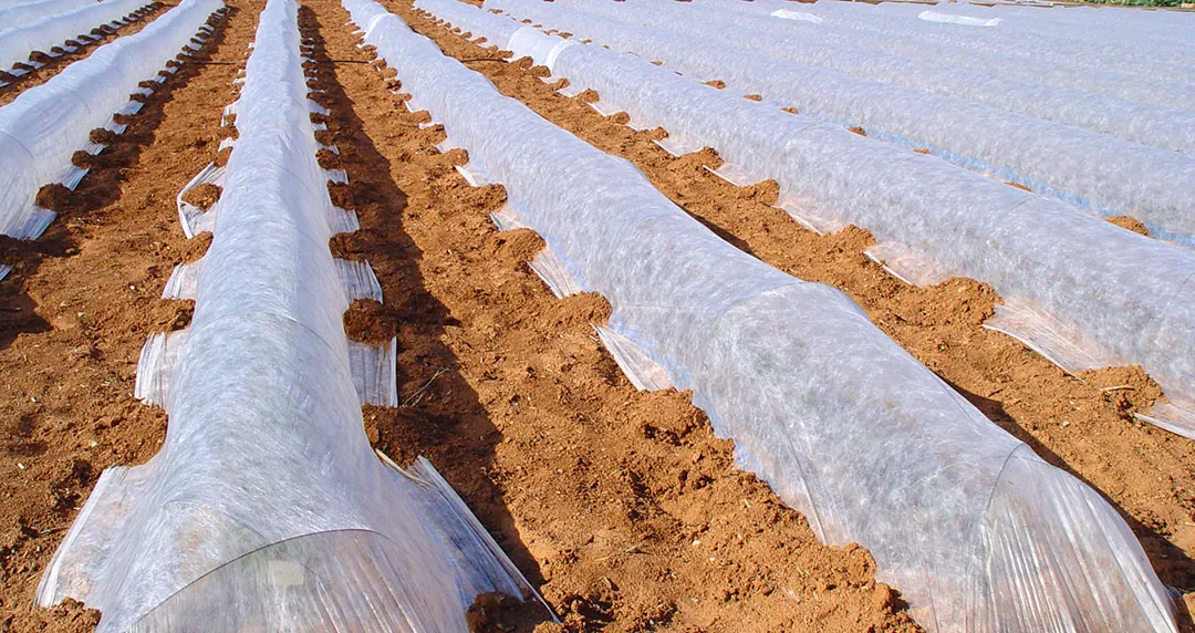 Cultivo de melón bajo túnel con manta térmica