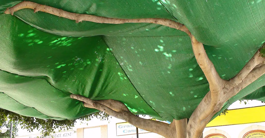 Detalle de mallas agrícolas bajo árboles urbanos