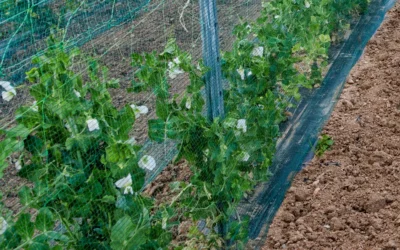 Mallas para entutorar el cultivo del guisante