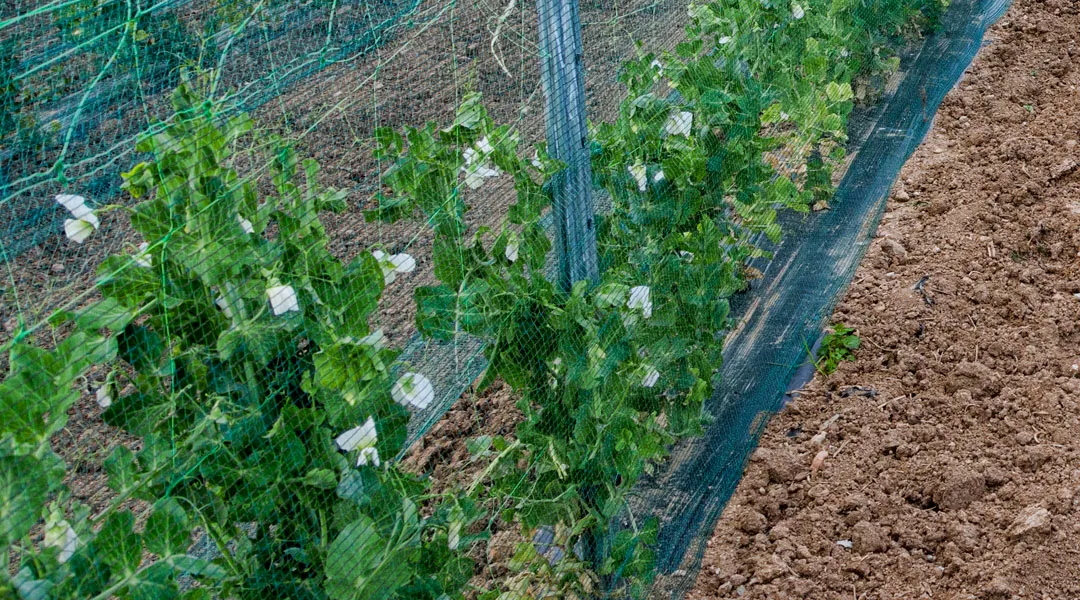 Mallas para entutorar el cultivo del guisante