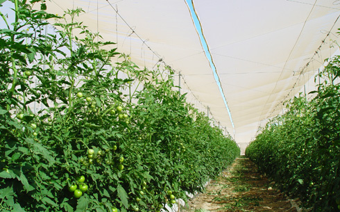 Mallas agrícolas de monofilamento en una instalación de tomates