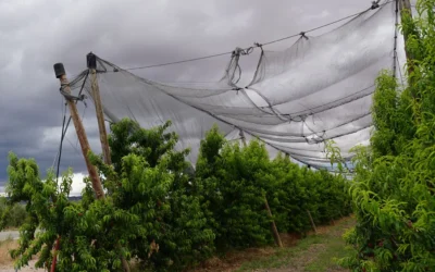 Mallas antigranizo para la protección de cultivos