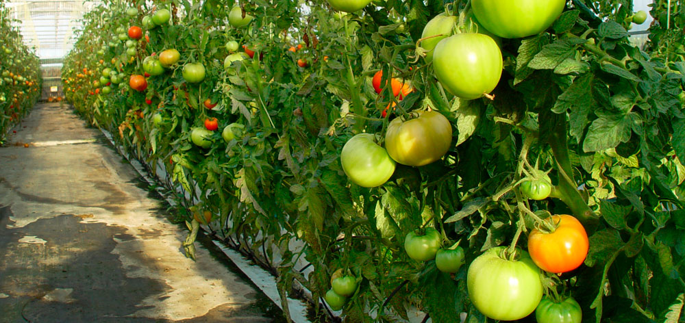 Mallas antihierba en cultivo de hortícolas