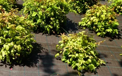 Mallas agrícolas para su uso en jardinería