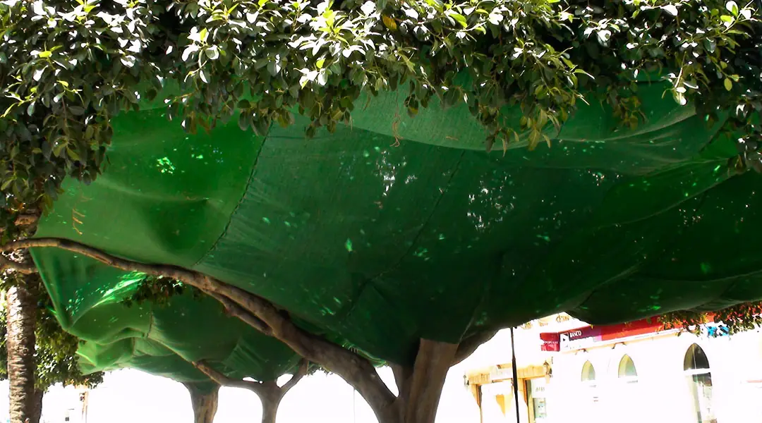 Mallas colocadas bajo árboles urbanos