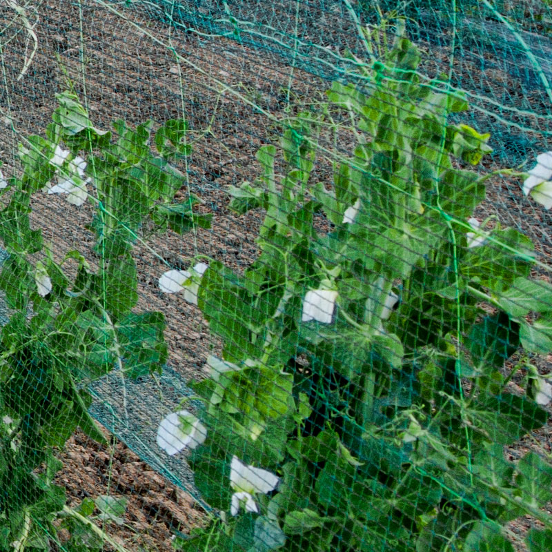 Mallas para entutorado de plantas de guisantes