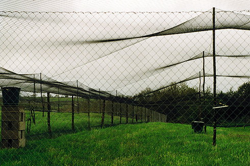 Mallas de protección antipájaros