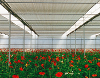 Pantallas térmicas en cultivo de gerberas