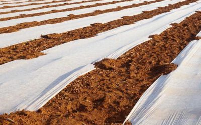 Mantas térmicas para cultivos hortícolas y ornamentales