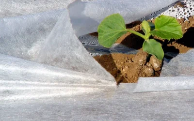 Mantas térmicas para el cultivo de melones y sandias