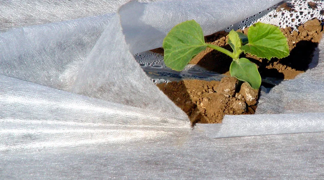 Plantel de melón bajo manta térmica
