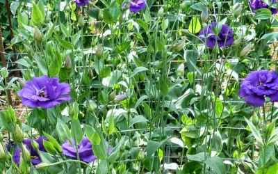 Las mallas de tutorado para flor cortada