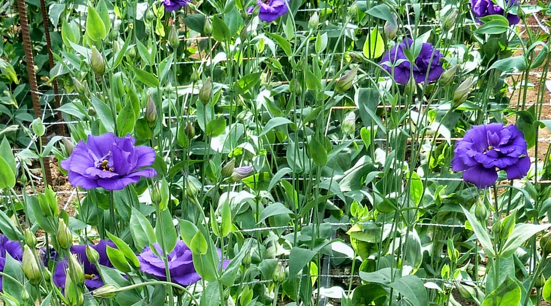 Tutorado del lisianthus en invernadero