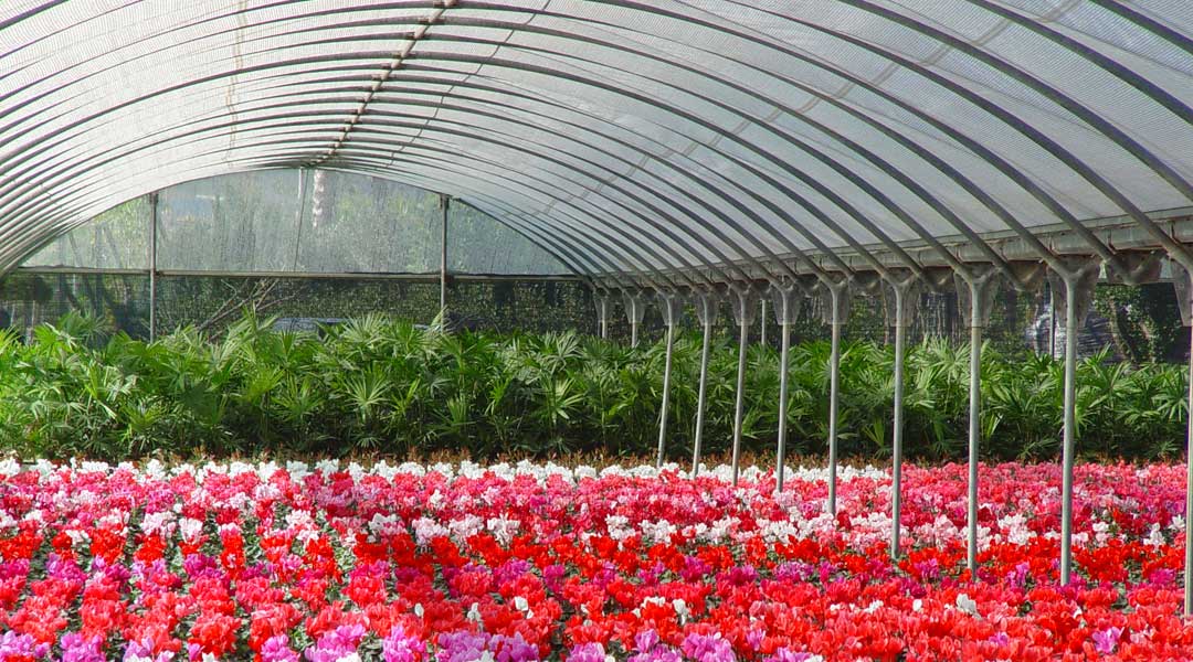 Umbráculo para cultivo de ornamentales
